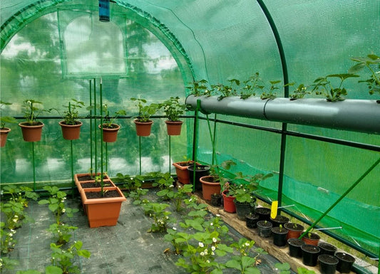 Why invest in a greenhouse for your garden?