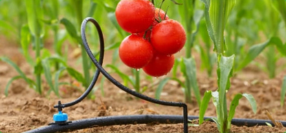 SIMPLE Drip irrigation system for 60 plants