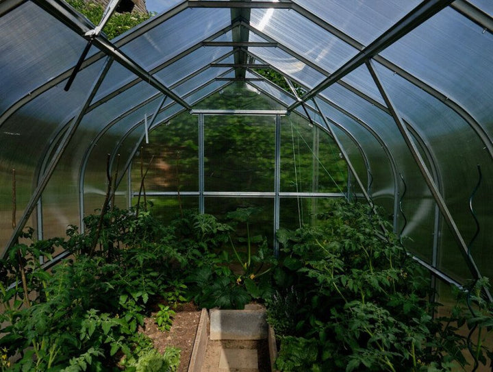 Greenhouse with plants growing inside