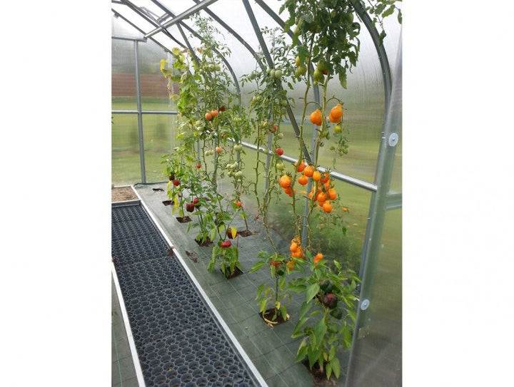 Greenhouse with tomato plants and ripening tomatoes inside